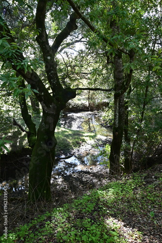 beautiful mountain stream in springtime