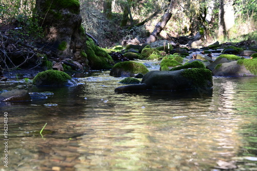 beautiful mountain stream in springtime