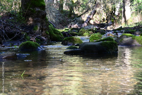 beautiful mountain stream in springtime