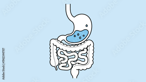 Simplified anatomical drawing of the human digestive system, illustrating the stomach and intestines with liquid, symbolizing digestion, gut health, and hydration.