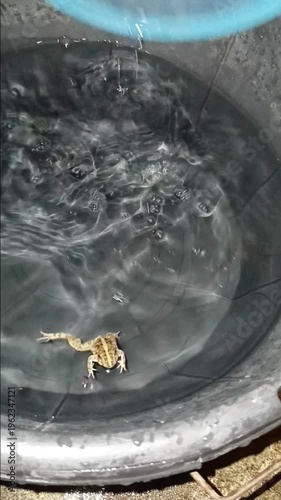 Frog is in Water Bucket