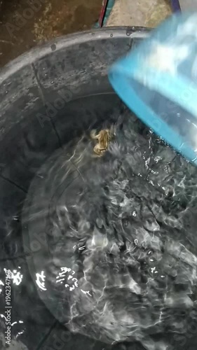 Frog is in Water Bucket
