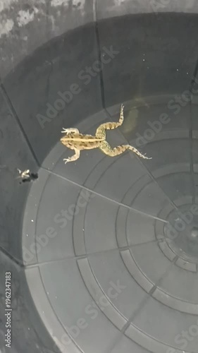 Frog is in Water Bucket