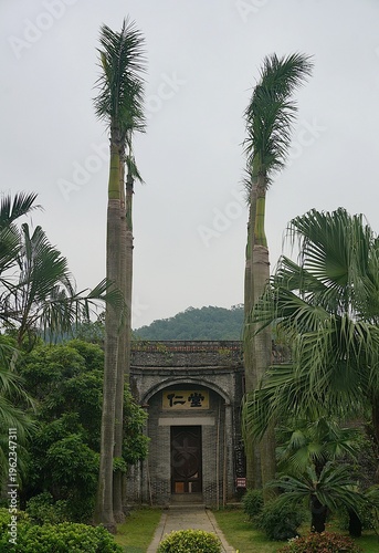 palm trees in the garden