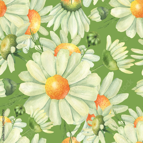Fotografie Seamless pattern of daisies green