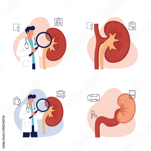 Doctor examining kidney health, medical illustration of nephrology and urology concepts