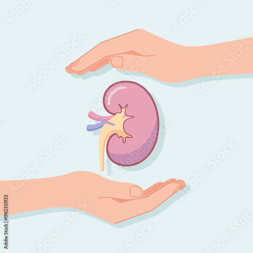 Hands protecting a healthy kidney, organ donation and health awareness concept
