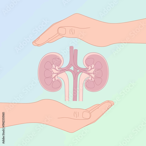 Hands protecting healthy kidneys illustration, kidney care and health concept