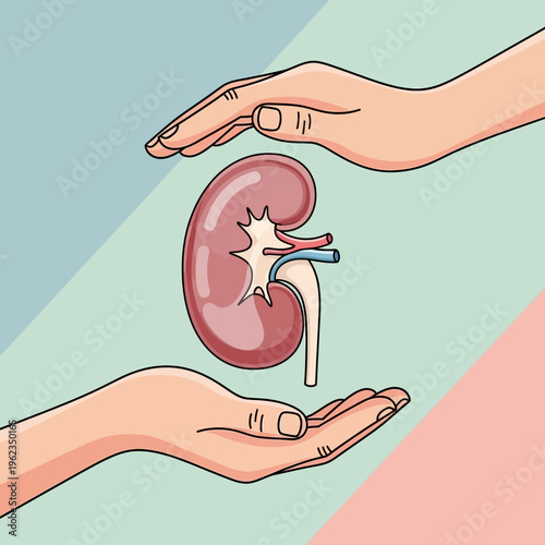 Hands protecting a healthy kidney, organ donation, health care concept