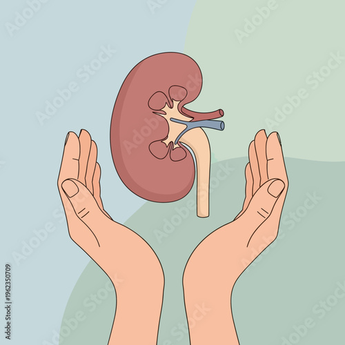 Hands holding a healthy kidney, organ donation, health care concept