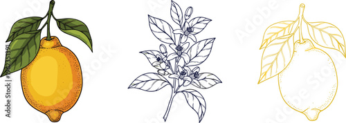 Lemon Illustration Set with Detailed Citrus Fruit and Botanical Leaf Line Art Variations for Food Design, Packaging, and Fresh Natural Graphics