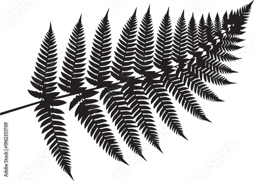 Single black fern leaf silhouette with detailed fronds and intricate foliage pattern isolated on transparent background vector.