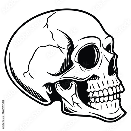 Human skull vector illustration isolated on white background, anatomical cranium icon.