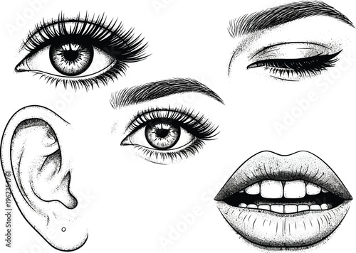 A detailed monochrome illustration showcases a woman s captivating facial features including eyes lips ear and brows presented with artistic flair