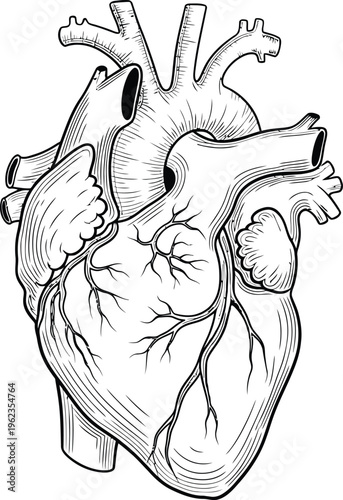 A detailed anatomical illustration showcases the human heart s structure featuring chambers major vessels and intricate internal details in monochrome