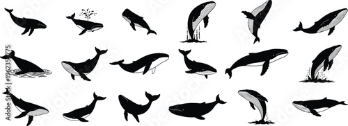 Silhouette of various whale and dolphin species in different swimming positions