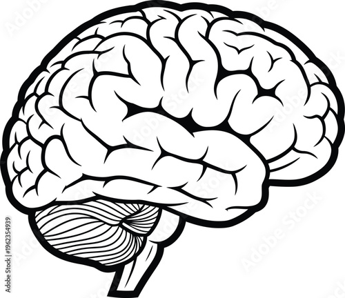 A detailed black and white illustration depicts the human brain s complex structure showcasing its lobes and cerebellum high quality professional