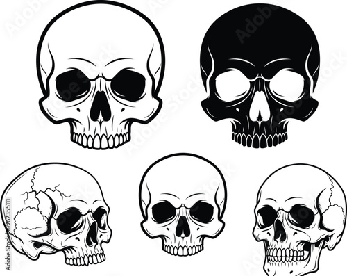 A stark collection of monochrome skulls displaying various perspectives and degrees of skeletal preservation creates a haunting visual composition high quality