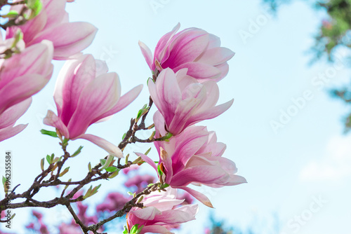 Flowers Magnolia Tulip Tree.  Magnolia pink flowers on flowering magnolia tre...