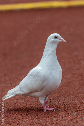 Schilderij op canvas Pure white pigeon standing gracefully on red textured ground, head turned right showing orange eye and pink beak