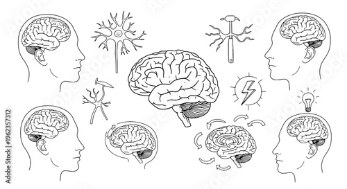 Brain human anatomy set with detailed illustrations of head and neurons, showcasing various views and functions in a simple line drawing style
