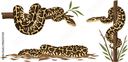 Realistic hand-drawn python snake vector illustration set with multiple poses, including coiled, climbing, and resting on branches, detailed reptile wildlife artwork for educational and nature designs