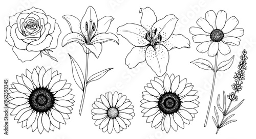 Flowers hand drawn set with black outline roses, lilies, sunflowers, and daisies on white background