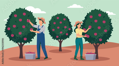 Apple picking season with farmers collecting fresh fruit from orchard