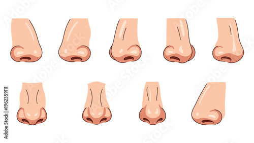 Educational set of various human nose shapes and profiles illustrating the anatomical diversity found in different facial features.