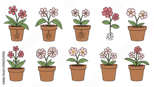 Collection of ten different flowering plants growing in terracotta pots showing various colors and root systems.