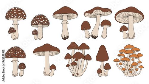 Assorted clusters of mushrooms in multiple shades of brown and tan showcase different cap shapes and growth patterns for botanical study.