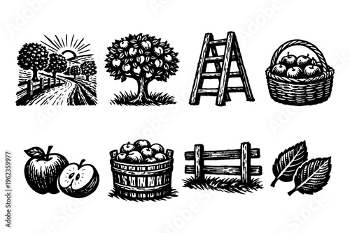 Vintage woodcut illustrations of apple harvest elements on a white background