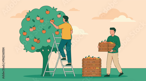 People harvesting fresh fruit from a tree into wooden crates