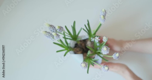 Woman's hand is putting a pot of growing muscari or grape hyacinths flowers on table top view