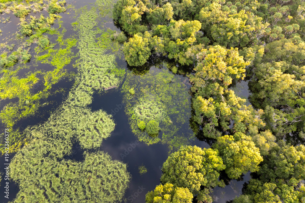 Fototapeta premium Florida wetlands with water between green wild vegetation. Tropical ecosystem at sunset