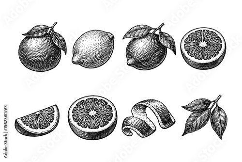 Vintage botanical illustrations of citrus fruits and leaves in black and white