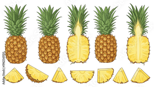 Tropical pineapple fruit illustrations showing the whole textured fruit and various sliced wedges for healthy food concepts.