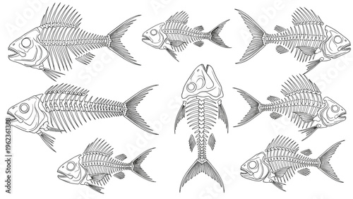 Detailed biological illustrations of various fish skeletons from different angles for scientific study anatomy and paleontology education.