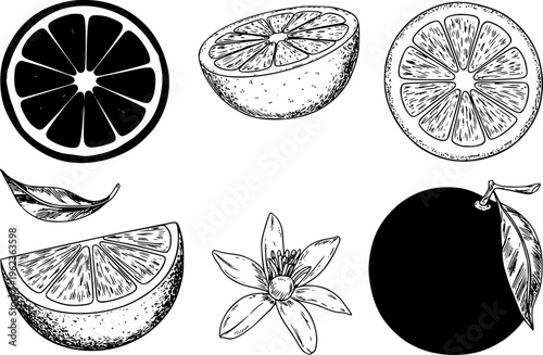 Hand Drawn Orange Fruit Slice Whole Flower Leaf Isolated White Background citrus