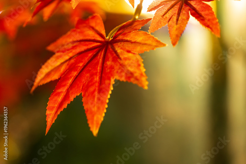 Obraz na płótnie Close-up of red maple leaves in late autumn, backlit.