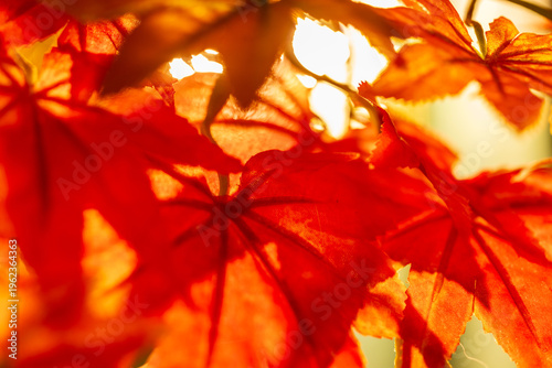 Close-up of red maple leaves in late autumn, backlit.