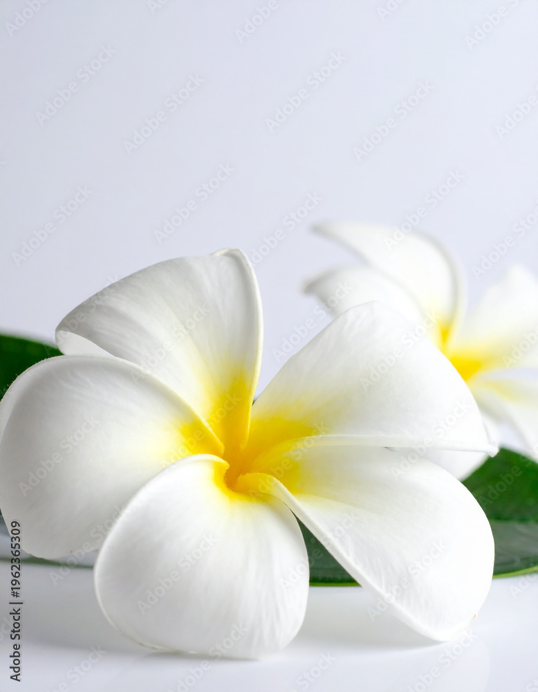Fototapeta premium Two white plumeria flowers with yellow centers on a white background frangipani white flower