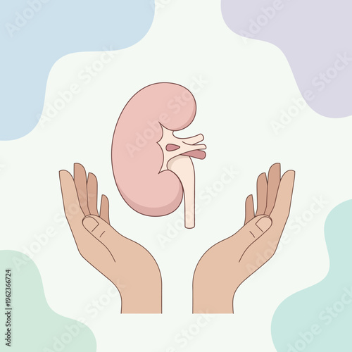Human kidney held by caring hands, symbolizing health, donation, and medical care