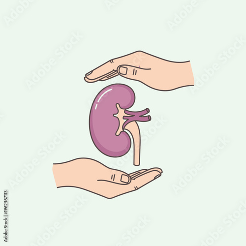 Kidney health care concept, hands protecting human kidney organ, medical support and donation