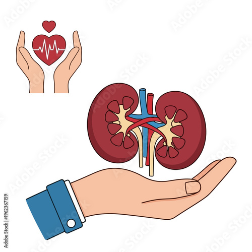 Kidney Health Care: Hands holding kidney and heart symbol with pulse