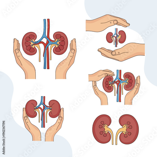 Kidney Health Care: Hands Protecting Human Kidneys, Anatomy Illustration, Medical Concept