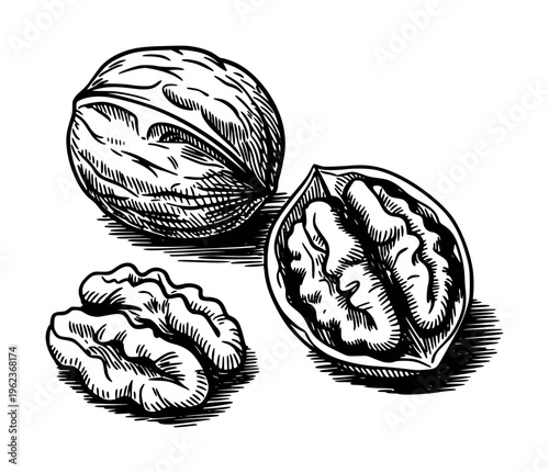 Detailed ink of whole and cracked walnuts with kernels white background food black