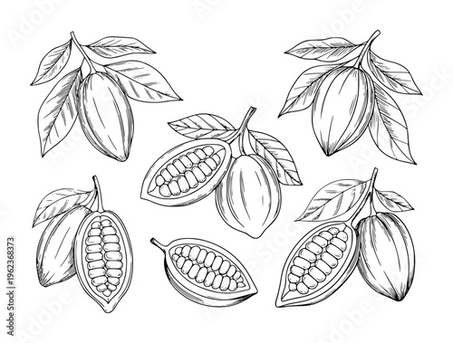 Hand Drawn Cocoa Pods and Beans with Leaves Botanical White Background cacao fruit