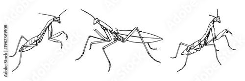 Detailed line art of a praying mantis in a strike pose, biological sketch style, intricate limb patterns, white background. set with simple line art design featuring outline, illustration, graphic ...