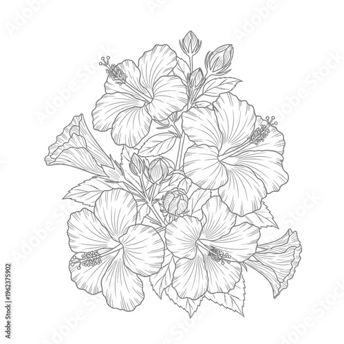 Elegant Hibiscus Flower Illustration - Vintage Botanical Line Art Sketch